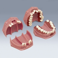 A-8 Orthodontic Typodont

