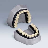 A-E K Extraction Typodont