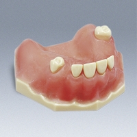 A-OP OK Surgical Training Model - Single Arch