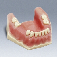 A-OP UK Surgical Training Model - Single Arch