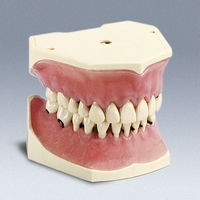 A-PZ Periodontal Typodont