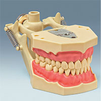 AG-3 DA Standard Restorative Typodont