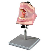 Anesthesia Typodont AG-3 IB