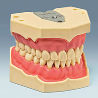AG-3 Standard Restorative Typodont