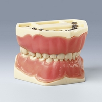 AK-6/2  Pediatric Standard Typodont