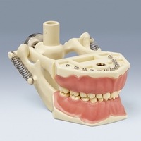 AK-6/2 DAK Pediatric Standard Typodont