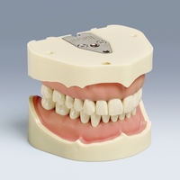 ANKA-4V Advanced Standard Click-SystemTypodont
