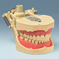 ANKA-4V DAF Advanced Standard Click-SystemTypodont